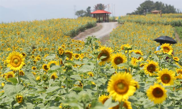 폭염이 이어진 20일 오후 양산을 쓴 시민들이 경남 함안군 강주마을을 방문해 해바라기를 구경하고 있다. 제6회 강주 해바라기축제는 21일부터 오는 8월 5일까지 함안 강주마을 일원에서 열린다. 함안=연합뉴스