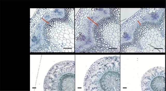 BIL1 효소가 작용해 ARR15가 발현되면 관다발 조직(빨간색)의 수가 감소하면서 뿌리•기둥의 두께가 줄어드는 것으로 나타났다. 포스텍 제공