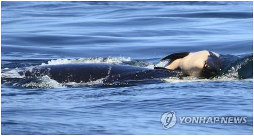 죽은 새끼를 코 위에 올려놓은 어미 범고래. AP=연합뉴스