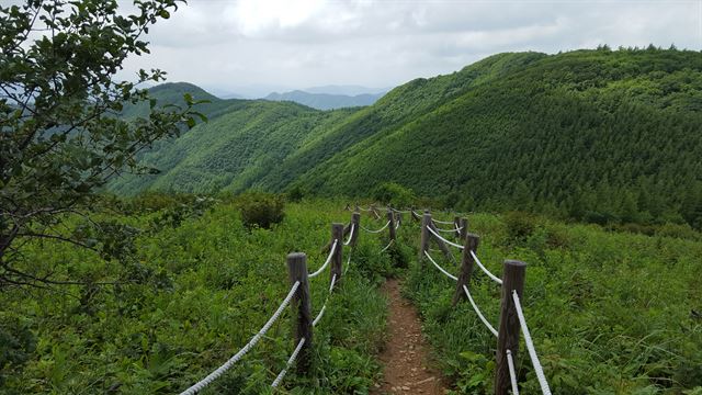 태백산 금대봉 능선길. 국립공원관리공단 제공