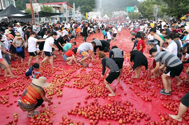 2일 강원 화천군 사내면 문화마을 일대에서 '2018 화천토마토축제'가 개막, 관광객들이 토마토 속에 숨겨진 황금반지를 찾는 이벤트를 즐기고 있다. 화천=연합뉴스