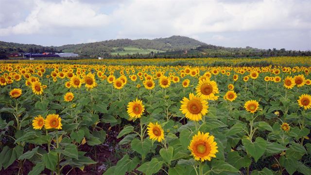 5일 전남 해남군 마산면 간척지 20만㎡에 해바라기 꽃이 활짝 피어 장관을 이루고 있다. 연합뉴스