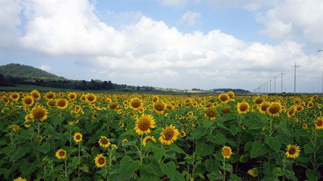 5일 전남 해남군 마산면 간척지 20만㎡에 해바라기 꽃이 활짝 피어 장관을 이루고 있다. 연합뉴스