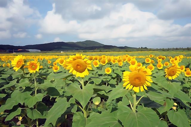 5일 전남 해남군 마산면 간척지 20만㎡에 해바라기 꽃이 활짝 피어 장관을 이루고 있다. 연합뉴스