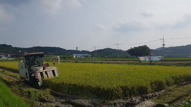 9일 경남 창녕군 대지면 관동들판에서 올해 첫 벼를 수확하고 있다. 창녕군 제공