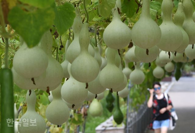 12일 서울 마포구 상암동 하늘공원에서 폭염 속에도 조롱박이 여물어 가고 있다. 홍인기 기자