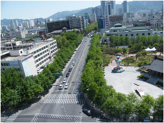 대구 동덕로 가로수(산림청 제공)