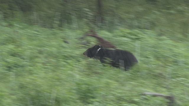 27일 오전 경북 김천 증산면 수도산에 방사된 반달가슴곰 Km53이 쏜살같이 숲속으로 뛰어가고 있다. 환경부 제공