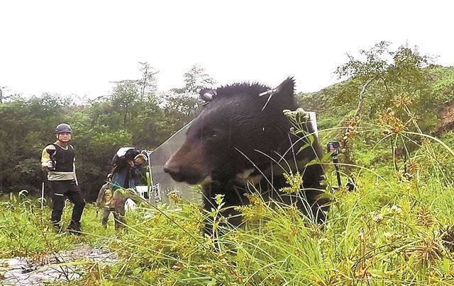 27일 경북 김천 증산면 수도산 해발 800m 지점에서 방사되기 직전 반달가슴곰 KM53의 모습. 환경부 제공/2018-08-27(한국일보)