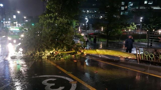 서울지역에 호우경보가 발효된 28일 동작구 중앙대학교 인근에 가로수가 폭우로 쓰러져있다. 흑석지구대 제공]