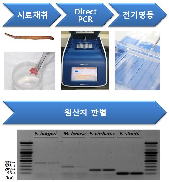 먹장어 원산지 판별 방법. 국립수산과학원 제공