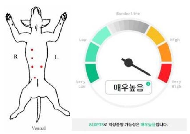 왼쪽 사진의 빨간 점은 퐁이의 유선종양의 위치이다. 혈액 검사 결과 퐁이의 유선 쪽 종괴가 악성으로 강하게 의심돼(오른쪽 사진) 유선종양제거술을 진행했다.