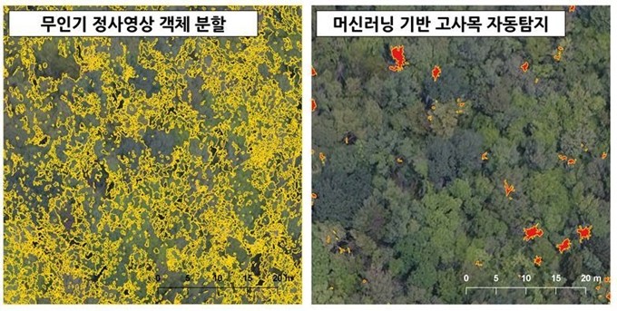 무인항공기로 촬영한 영상을 토대로 머신러닝 기반을 통해 소백산 주목군락의 고사목을 자동탐지할 수 있다. 국립공원관리공단 제공