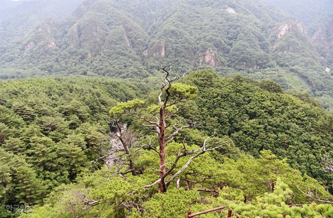 설악은 설악이다. 대승폭포까지 오르면서 보는 풍경도 작은 산과는 비교할 수 없을 만큼 웅장하다.