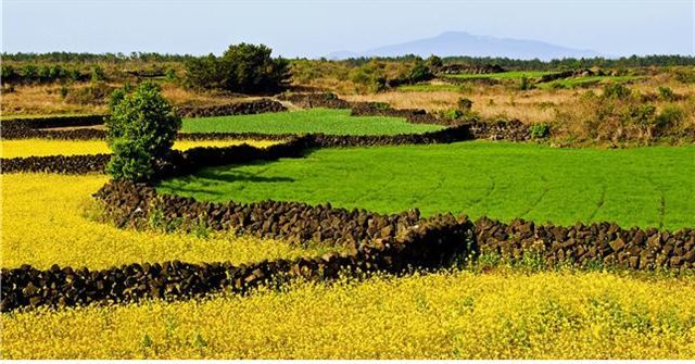 세계중요농업유산(GIAHS)인 제주 밭담의 가치를 알리기 위한 ‘제주밭담축제’가 오는 15일부터 이틀간 제주시 구좌읍 월정리 제주밭담테마공원에서 열린다. 사진은 제주시 구좌지역 밭담 전경. 제주도 제공.