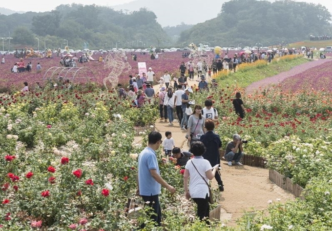 2017년 열린 양주 천만송이 천일홍 축제 모습. 양주시 제공