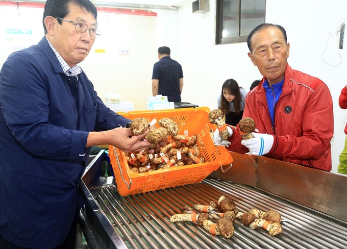 자연산 송이 수매가 시작된 14일 오전 양양속초산림조합 공판장에서 정용환 조합장(왼쪽)이 1등급 송이를 소개하고 있다. 연합뉴스