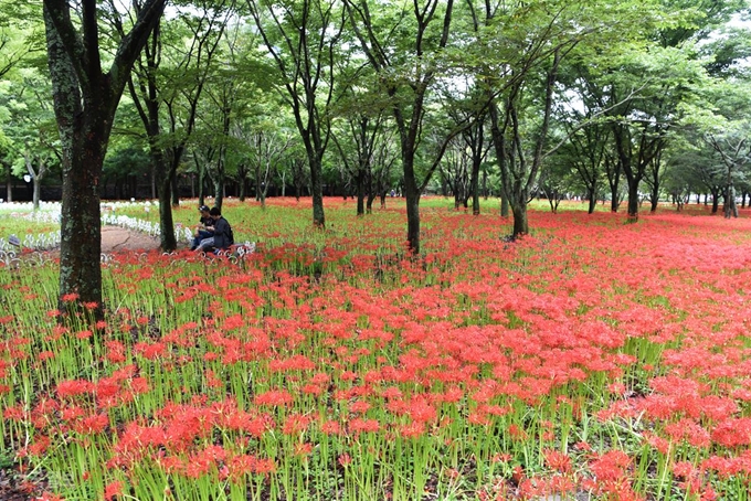 불갑사 상사화는 이번 주 절정을 이루고, 다음달 초까지 볼 수 있을 전망이다.