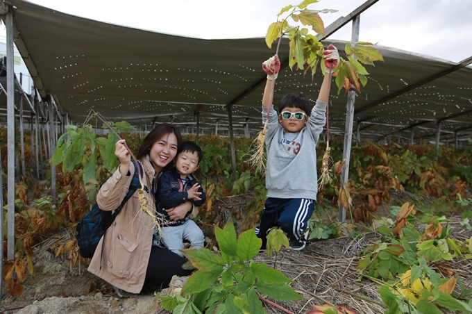 지난해 열린 영주풍기인삼축제 인삼캐기체험 참가 가족들이 직접 캔 인삼을 들어 보이고 있다. 영주시 제공