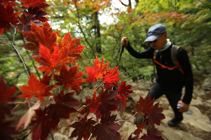 추석 연휴의 마지막 날인 26일 등산객이 단풍이 물들기 시작한 설악산 산행에 나서고 있다. 뉴시스