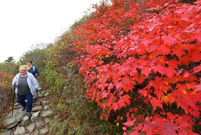 28일 오전 강원도 설악산 중청대피소 인근 등산로에서 등산객이 산행을 하고 있다. 국립공원관리공단 설악산사무소는 지난 27일 설악산 대청봉을 기점으로 올해 본격적인 단풍이 시작돼 10월15일쯤 절정에 이르겠다고 전망했다. 뉴스1