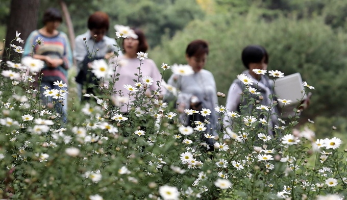 2일 세종시 장군면 영평사에서 진행중인 구절초 축제를 찾은 관람객들이 구절초 꽃길을 걸으며 가을 분위기를 만끽하고 있다. 뉴스1