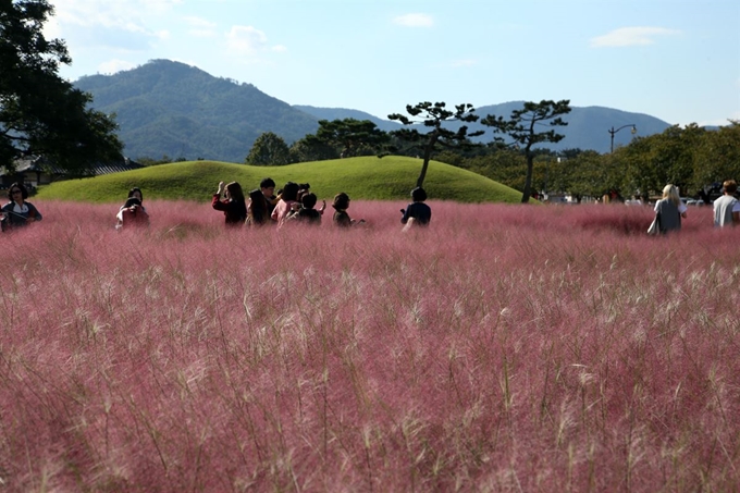 1일 경북 경주시 인왕동 첨성대 주변 동부사적지에 핑크 뮬리 그라스(쥐꼬리새)의 분홍색 꽃이 피자 관광객들이 이를 배경으로 사진을 찍고 있다. 연합뉴스