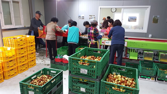 충남 청양군 칠갑산 왕대추영농조합 회원들이 9일 수확한 왕대추 선별작업을 하고 있다. 청양군 제공