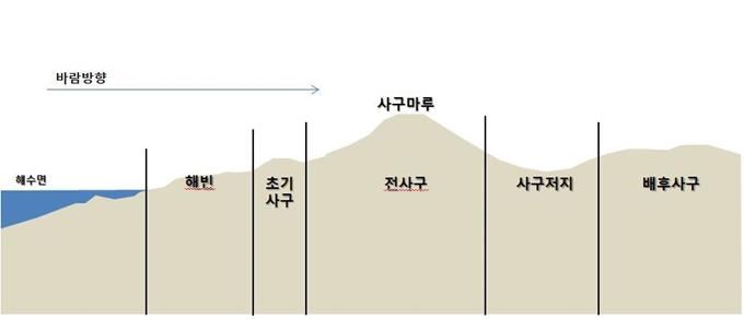 해안사구의 구조. 국립생태원 제공