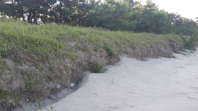 전남 신안군의 한 전사구 전면에 모래가 퇴적되어 있다. 국립생태원 제공