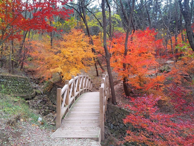 단풍으로 곱게 물든 대구 앞산자락길. 대구시 제공