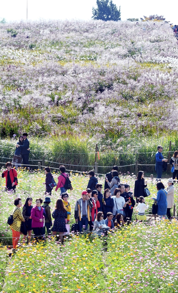 14일 서울 마포구 하늘공원을 찾은 시민들이 억새밭과 코스모스 사이를 거닐며 가을 정취를 만끽고 있다.배우한 기자