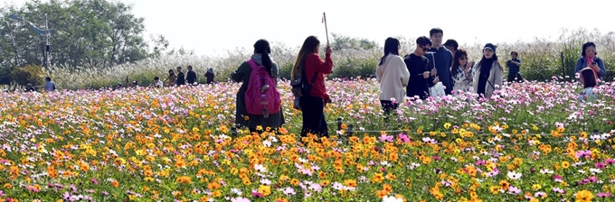 14일 서울 마포구 하늘공원을 찾은 시민들이 억새밭과 코스모스 사이를 거닐며 가을 정취를 만끽고 있다.배우한 기자