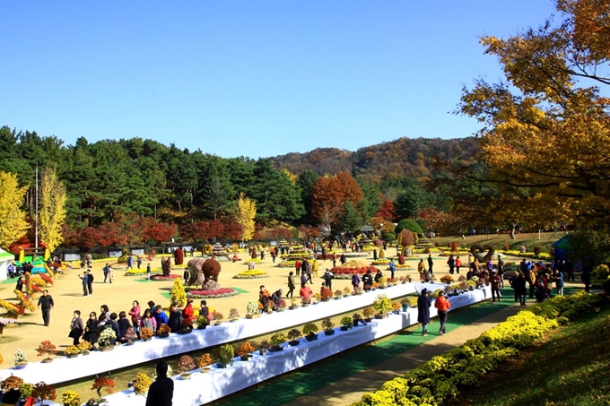 가을만 되면 청남대는 온통 국화 향으로 가득해진다. 지난해 청남대 국화축제 모습. 청남대관리사무소 제공