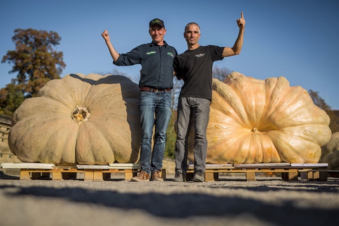 14일(현지시간) 독일 루트비히스부르크에서 열린 유럽 호박 무게 대결 챔피언십 (European Pumpkin Championship)에서 우승한 벨기에 출신 Jan Biermans(왼쪽)와 이탈리아 출신 Stefano Cutrupi가 호박 앞에서 포즈를 취하고 있다. AFP 연합뉴스