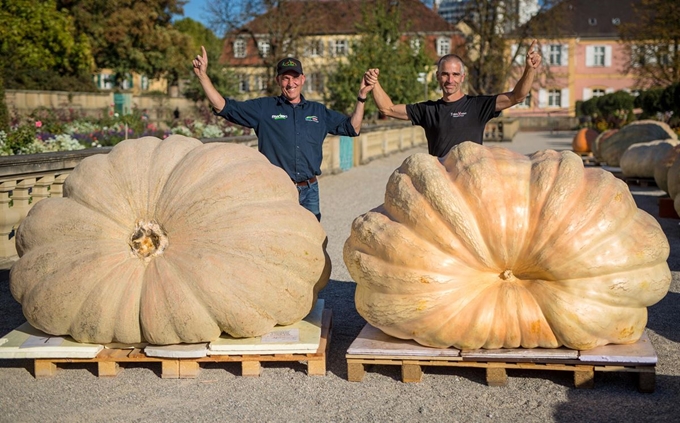 14일(현지시간) 독일 루트비히스부르크에서 열린 유럽 호박 무게 대결 챔피언십 (European Pumpkin Championship)에서 우승한 벨기에 출신 Jan Biermans(왼쪽)와 이탈리아 출신 Stefano Cutrupi가 호박 앞에서 포즈를 취하고 있다. AFP 연합뉴스