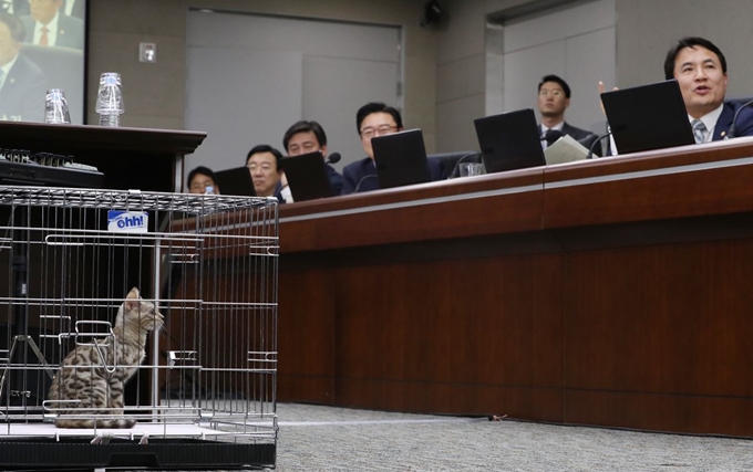 10일 정부세종청사에서 열린 국회 정무위원회 국정감사에서 자유한국당 김진태 의원(오른쪽)이 퓨마를 닮은 벵갈 고양이를 데려다 놓고 대전동물원 퓨마 사살과 관련한 질의를 하고 있다. 연합뉴스