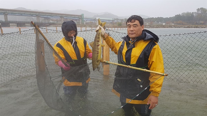 경북민물고기연구센터 연구원들이 경북 울진 왕피천에서 4년만에 돌아 온 어미 연어를 들어 보이고 있다. 경북도 제공