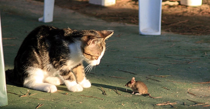 고양이 오줌은 쥐의 행동을 제어한다. 게티이미지뱅크