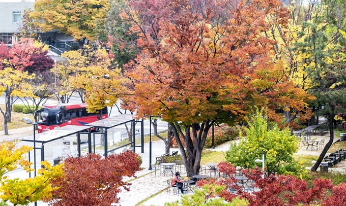 지난 22일 경기도 용인 명지대학교 자연캠퍼스에 단풍이 붉게 물들어 가고 있다. 명지대학교 제공. 뉴시스