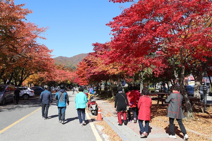 24일 국립공원 덕유산 구천동 계곡입구 탐방센터 일대가 오색단풍으로 물들면서 절정을 이루고 있다. 연합뉴스