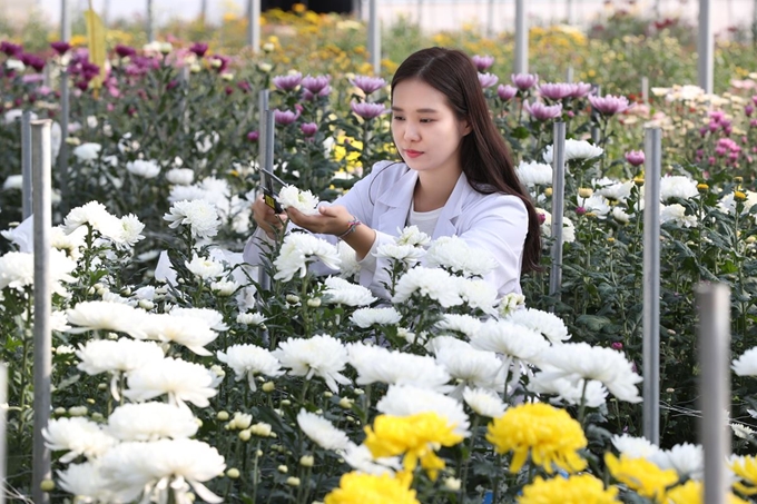 25일 전북 완주군 농촌진흥청 국립원예특작과학원 포장에서 연구원이 국내육성품종인 가을 국화를 살펴보고 있다. 농촌진흥청 제공