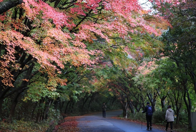 27일 오전 광주 북구 무등산국립공원 원효사지구 등산로에서 정상개방행사를 맞아 등산객들이 단풍이 물들어 가는 산을 오르고 있다. 연합뉴스