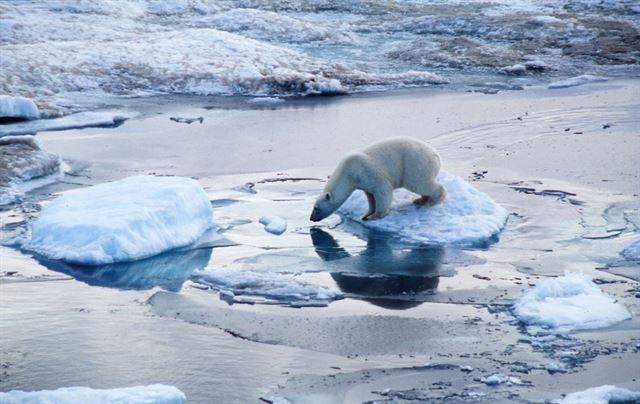 구온난화로 인한 먹잇감 감소로 북극곰의 서식지가 줄어들고 있다. 세계자연기금(WWF) 제공