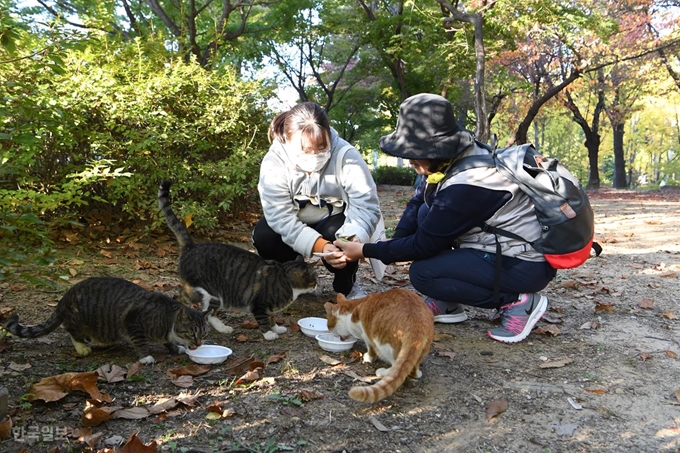 서울 광진구 어린이대공원에서 허난희(오른쪽)씨와 이현주씨가 길고양이들에게 밥을 주고 있다. 신상순 선임기자