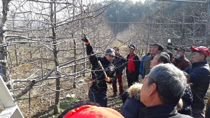 전남 장성군이 마련한 과수 전정기술 교육에 참여한 농민들이 강의를 듣고 있다. 장성군 제공/2018-10-29(한국일보)