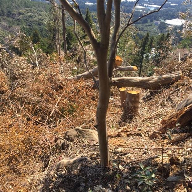 제주도와 제주지검은 공동 협의를 통해 도 내부지침으로 ‘불법 산지 전용지 등에 대한 원상복구 지침’을 제정해 31일부터 시행한다. 사진은 지난해 서귀포시 호근동 각시바위 일대 임야 내 무단벌채한 전경. 제주자치경찰단 제공.