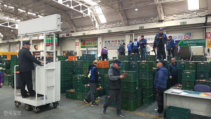 [저작권 한국일보]5일 오전 11시쯤 안동농협 농산물공판장에 사과 경매가 한창이다. 류수현기자 suhyeonryu@hankookilbo.com