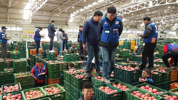 [저작권 한국일보]5일 오전 11시쯤 안동농협 농산물공판장에 사과 경매가 한창이다. 류수현기자 suhyeonryu@hankookilbo.com