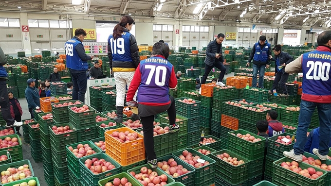 [저작권 한국일보]5일 오전 11시쯤 안동농협 농산물공판장에 사과 경매가 한창이다. 류수현기자 suhyeonryu@hankookilbo.com